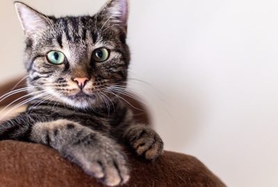 Protégez votre félin sans vous ruiner : la mutuelle chat à prix abordable